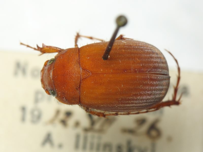Serica brunnea (Linnaeus, 1758)